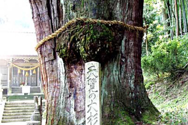 栢野大杉（国の天然記念物）